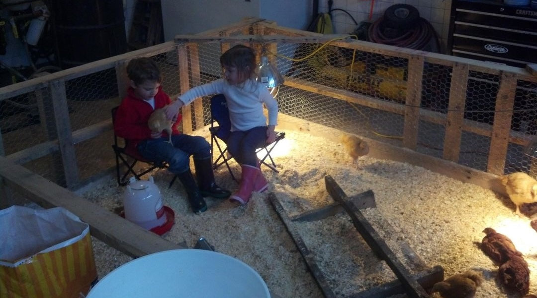 Two children sitting inside a large indoor chicken coop holding a chicken